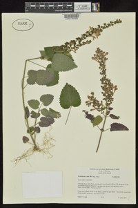 Scutellaria ovata image