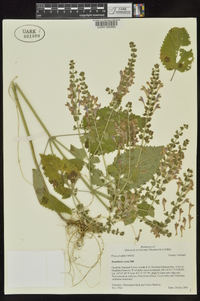 Scutellaria bushii image