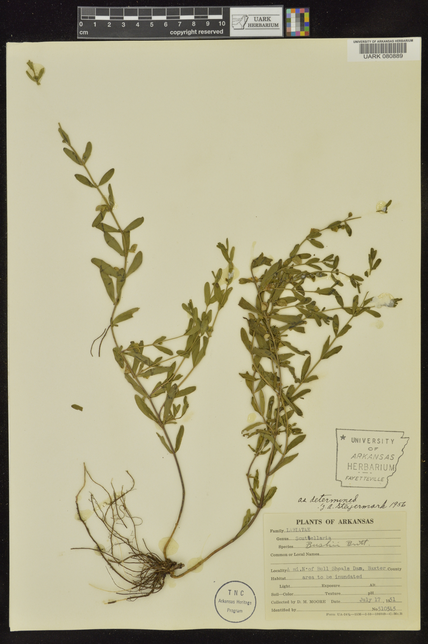 Scutellaria bushii image