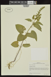 Scutellaria ovata image