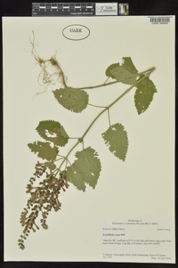 Scutellaria ovata image