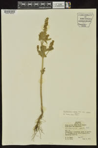 Scutellaria ovata image