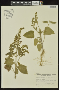 Scutellaria ovata image