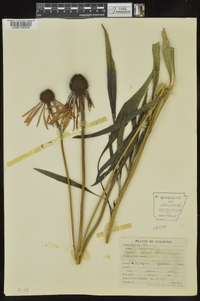 Echinacea pallida image