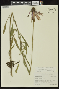 Echinacea pallida image