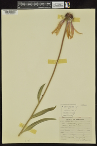 Echinacea pallida image