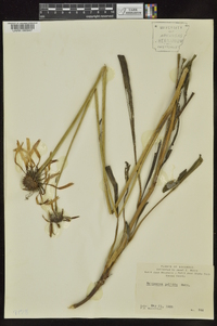 Echinacea pallida image