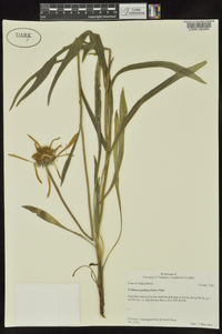 Echinacea pallida image