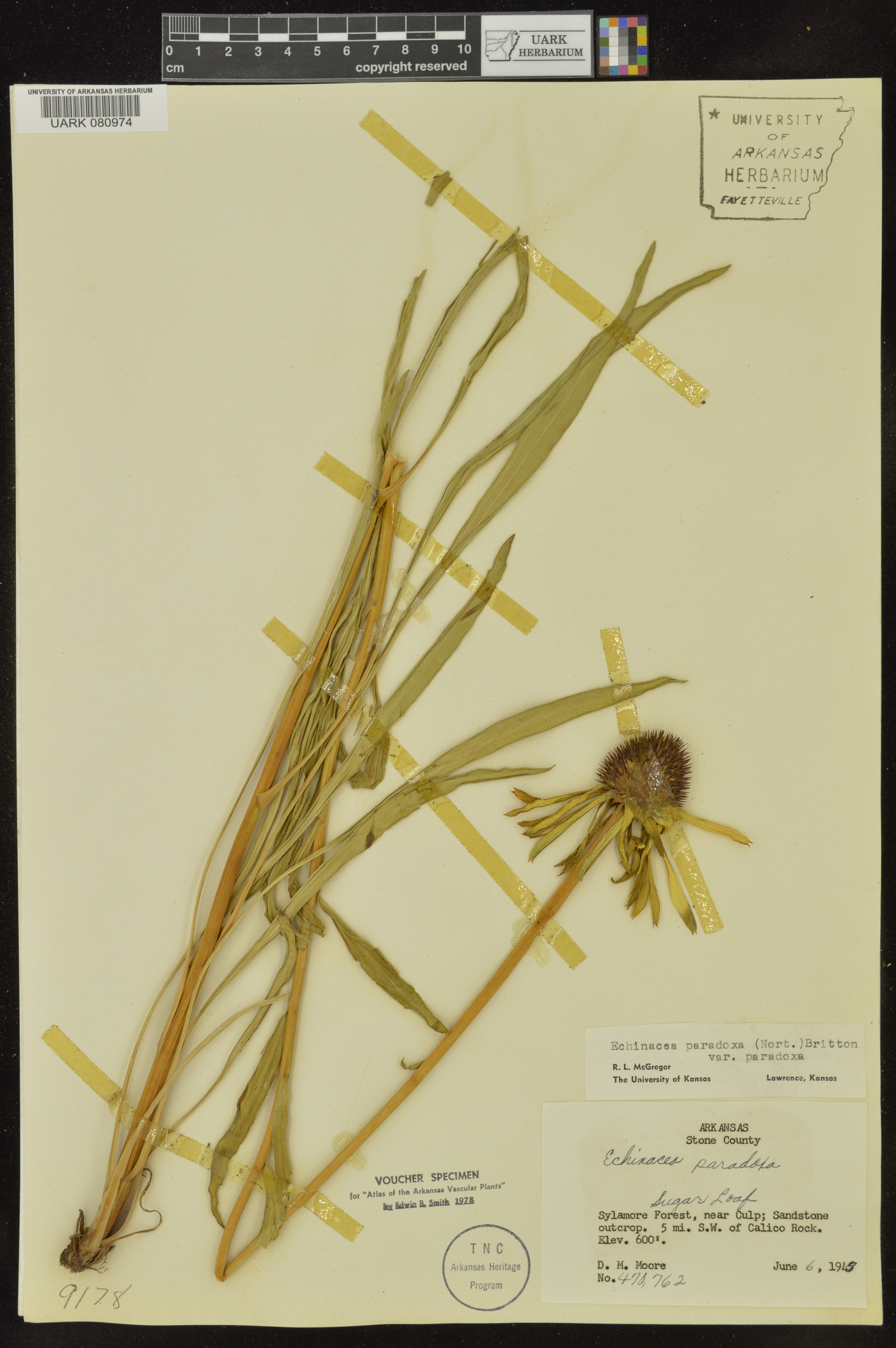 Echinacea paradoxa var. paradoxa image
