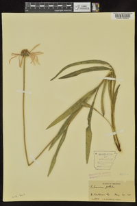 Echinacea pallida image