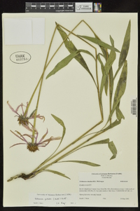 Echinacea pallida image
