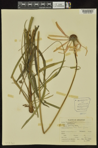 Echinacea pallida image