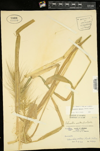 Echinochloa walteri image