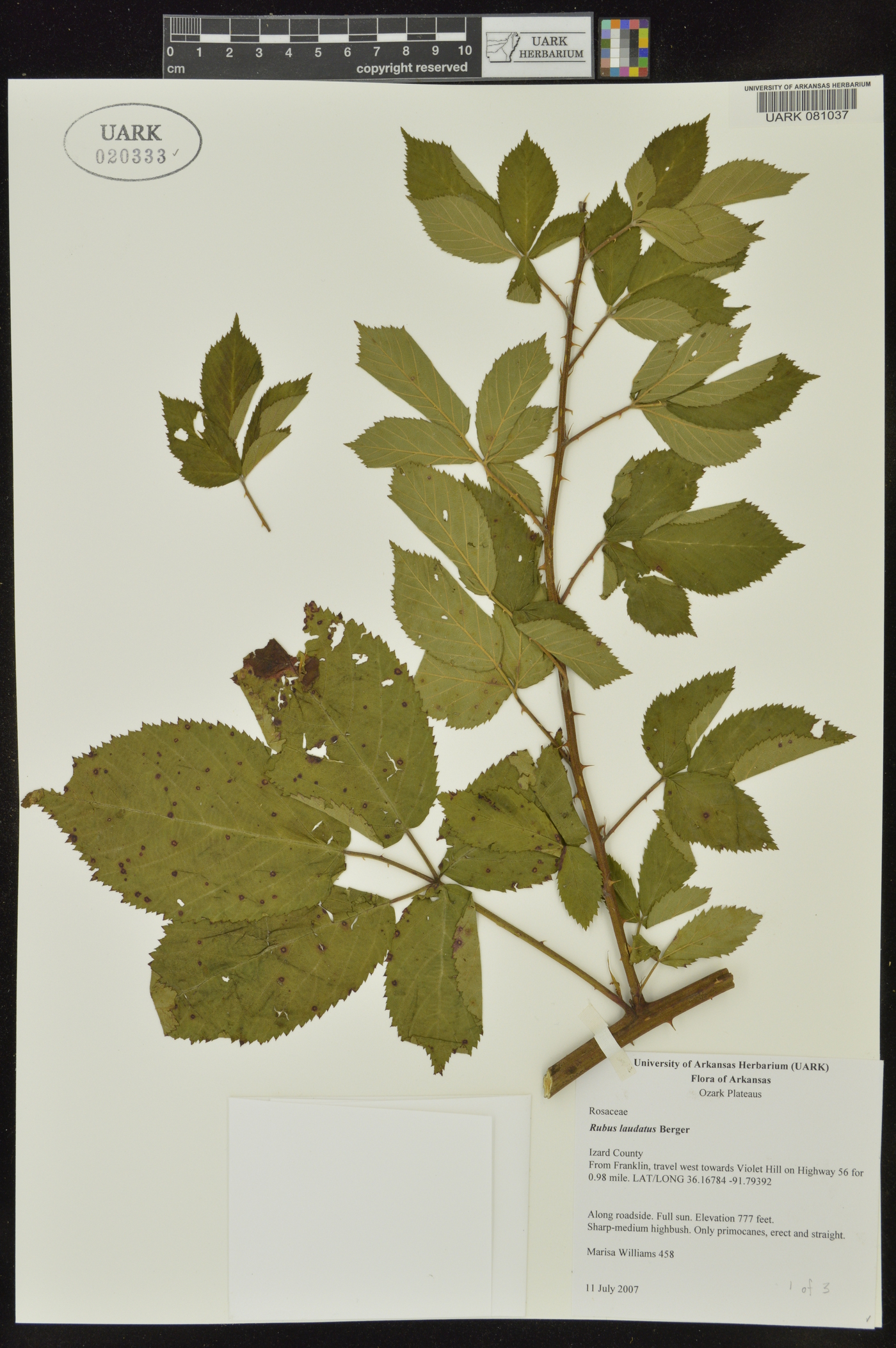 Rubus laudatus image