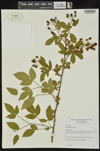 Rubus argutinus image