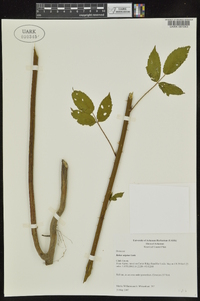 Rubus argutinus image