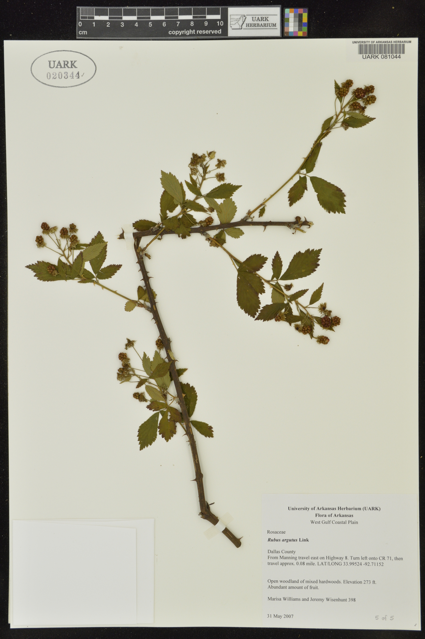 Rubus argutinus image