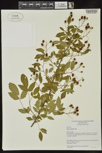 Rubus argutinus image