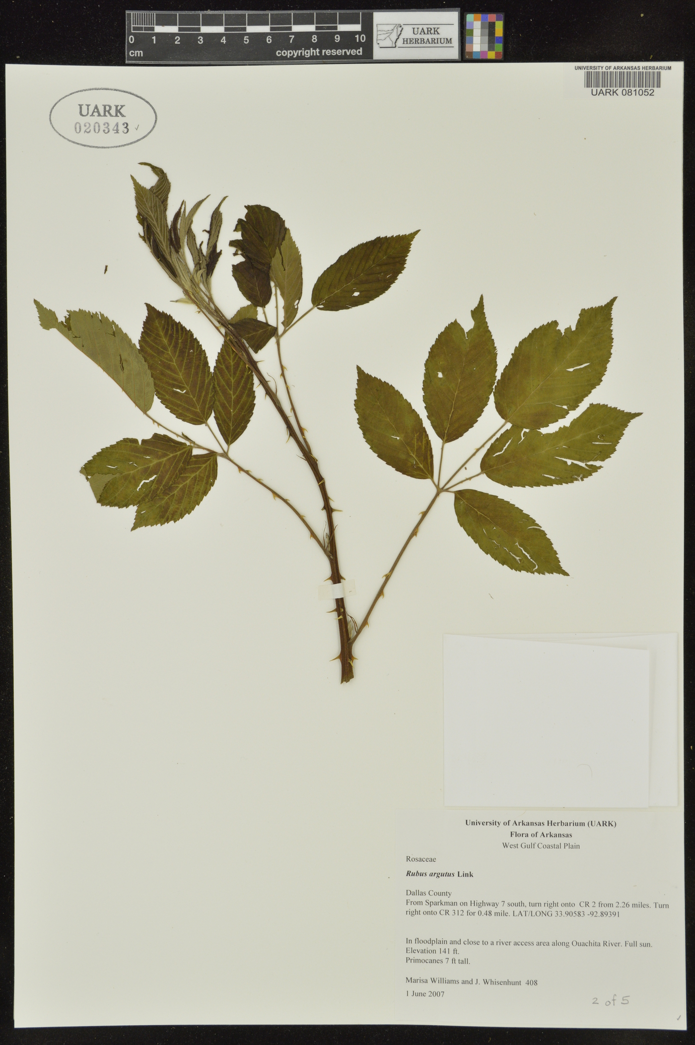 Rubus argutinus image