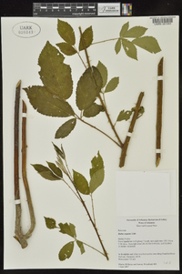 Rubus argutinus image