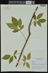 Rubus argutus image