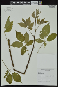 Rubus argutus image