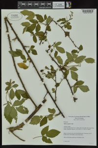 Rubus argutus image