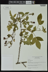 Rubus argutus image