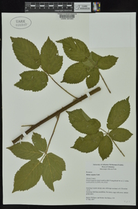 Rubus argutus image