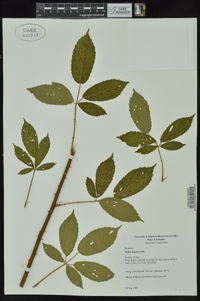 Rubus argutus image