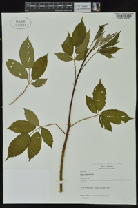 Rubus argutus image