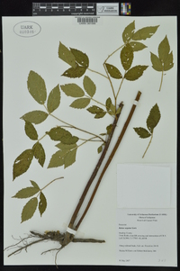 Rubus argutus image