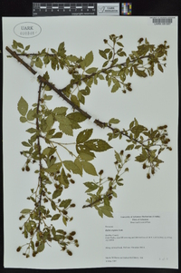 Rubus argutus image