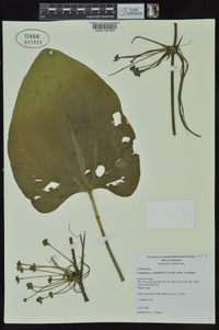 Echinodorus cordifolius image