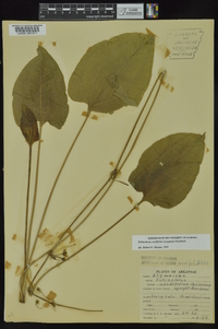 Echinodorus cordifolius image