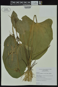 Echinodorus cordifolius image