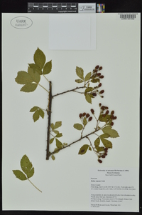 Rubus argutus image