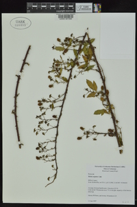 Rubus argutus image