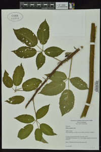 Rubus argutus image