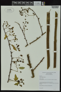 Rubus argutus image
