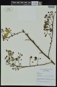 Rubus argutus image