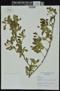 Rubus argutus image