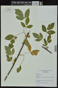 Rubus argutus image