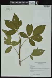 Rubus argutus image