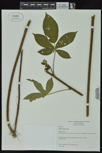 Rubus argutus image