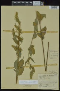 Iva annua image