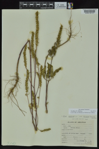 Iva annua var. caudata image