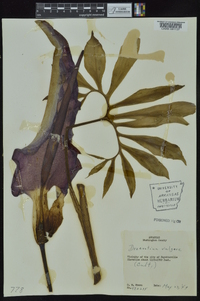 Dracunculus vulgaris image