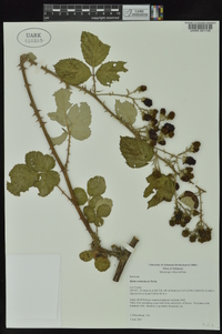 Rubus armeniacus image