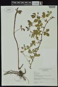 Rubus trivialis image